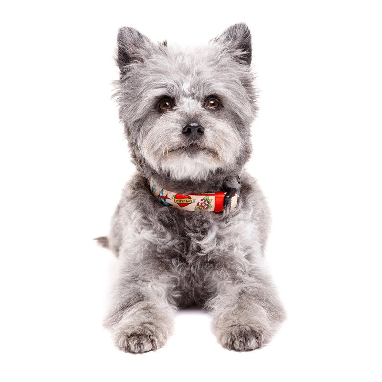 Dukier Collar Estampado Tattoo para perros, , large image number null